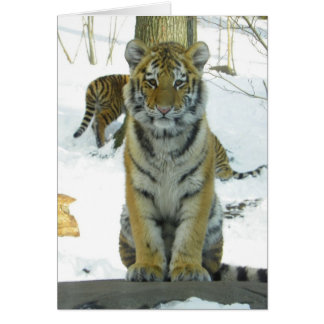 Cartão Cubo De Tigre No Retrato De Neve