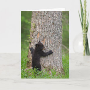 Cartão Cubo do Urso Negro   Montanhas do Enfumaçado Excel
