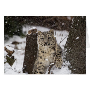 Cartão Cubo Leopardo de Neve