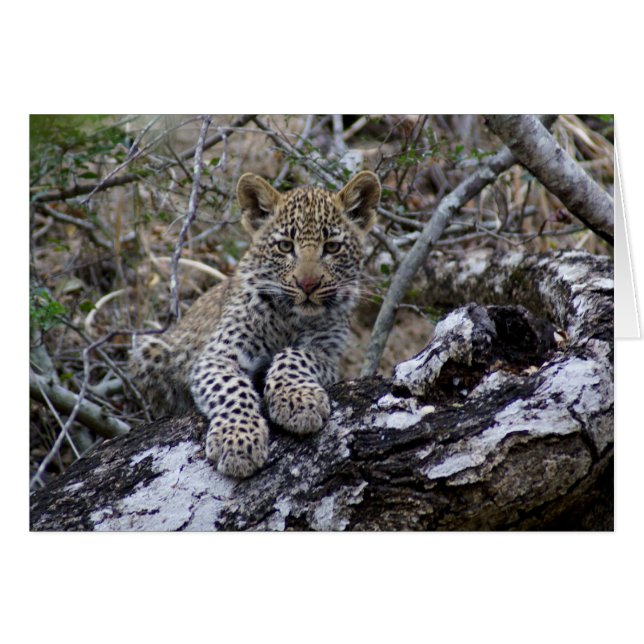 Cartão Cubo Leopardo Sul-Africano (Frente Horizontal)