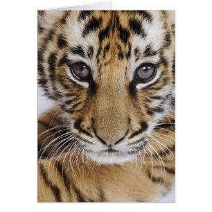 Cartão Cubo Tigre