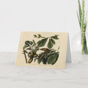 Cartão Cuco de bico amarelo - Aves da América de Audubon