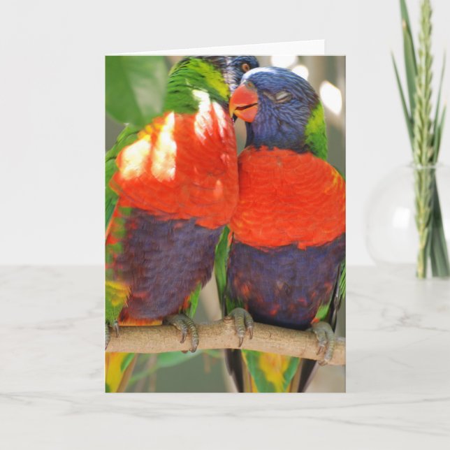 Cartão Cuddling Lorikeets Greeting Cards (Frente)