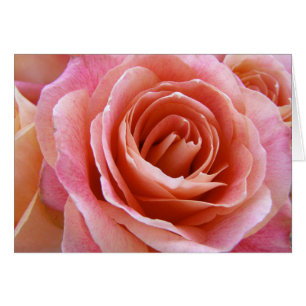 Cartão Cumprimento da fotografia do rosa do rosa do