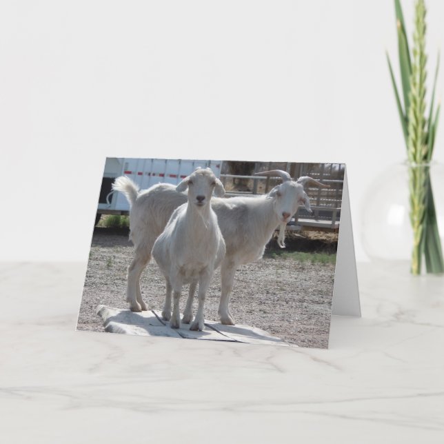 Cartão Cumprimento engraçado dos parabéns do aniversário (Frente)