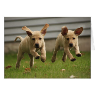 Cartão Cuppies Amarelos Labrador em Execução