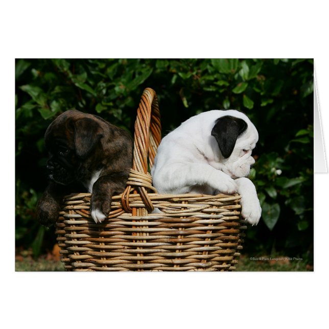 Cartão Cuppies de Boxer no cesto (Frente Horizontal)