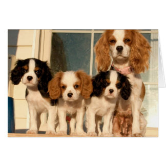 Cartão Cuppies na varanda