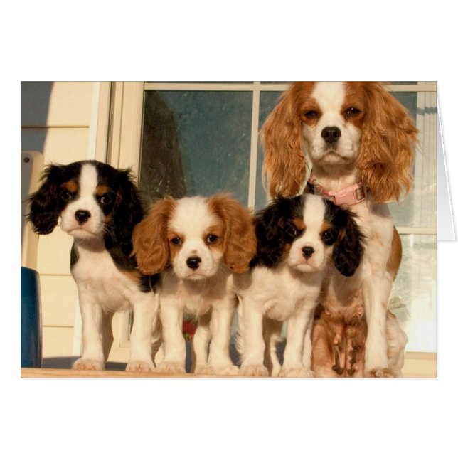 Cartão Cuppies na varanda (Frente Horizontal)