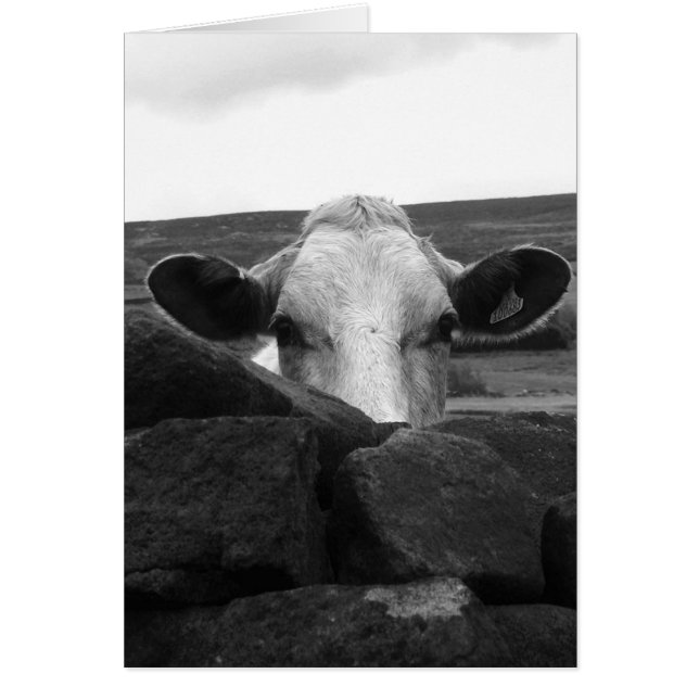 Cartão curioso da vaca (Frente)