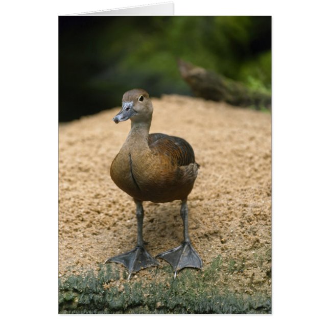 Cartão Curioso pato pequeno (Frente)