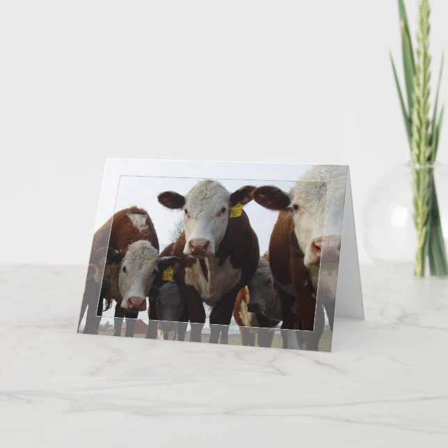 Cartão Curioso Vacas 1 (Frente)
