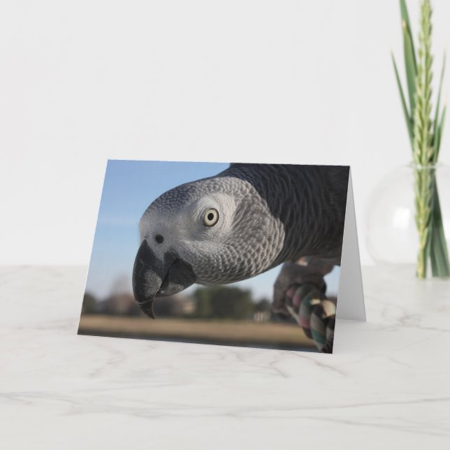 Cartão Curious Congo African Grey Parrot (Frente)