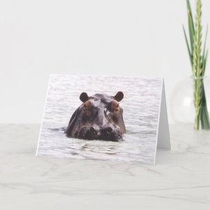 Cartão Curious Keeboko (Hippo)