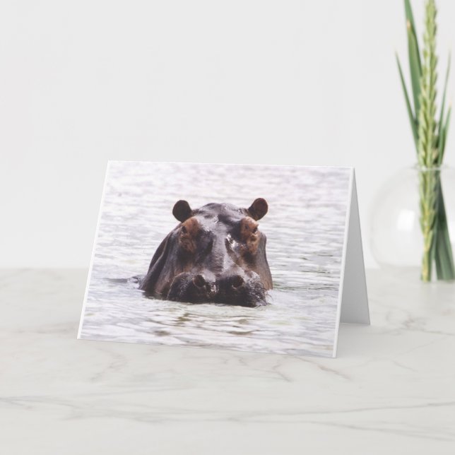 Cartão Curious Keeboko (Hippo) (Frente)