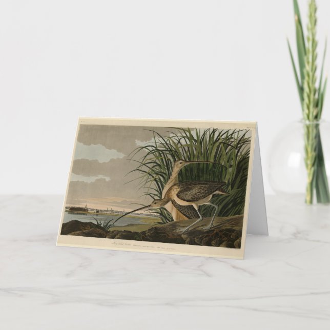 Cartão Curlew de bico longo das Aves da América de Audubo (Frente)