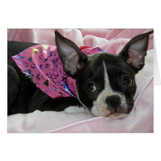 Cartão Custa Boston Terrier Puppy (Frente Horizontal)