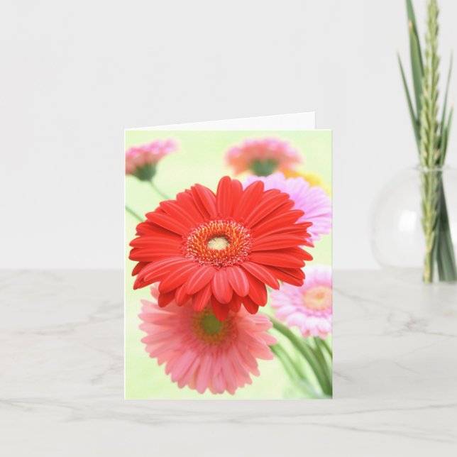 Cartão Customizable Gerber Daisies Card (Frente)