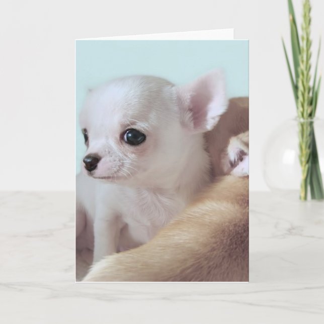 Cartão Cute 4 week old chihuahua puppies greeting card (Frente)