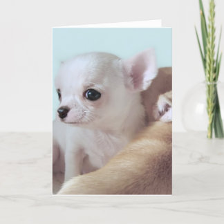Cartão Cute 4 week old chihuahua puppies greeting card