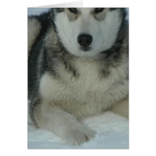 Cartão Cute Alaskan Malamute