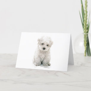 Cartão Cute Bichon Frise Greeting Card