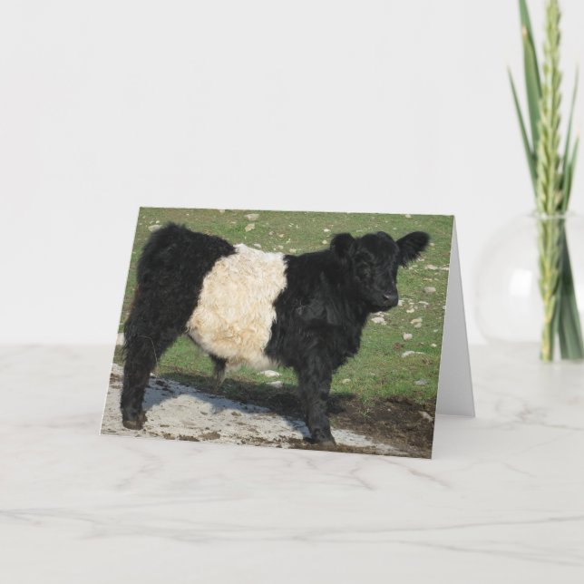 Cartão Cute Black Belted Galloway Calf (Frente)
