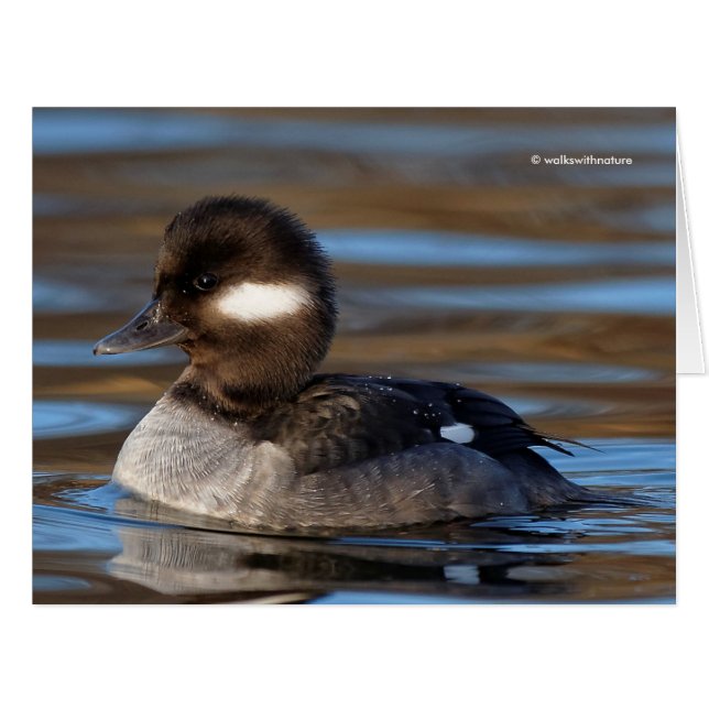 Cartão Cute Bufflehead Duck em Águas Sunlit (Frente horizontal)