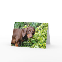 Cute chocolate dachshund blank greeting card