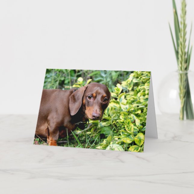 Cartão Cute chocolate dachshund blank greeting card (Frente)