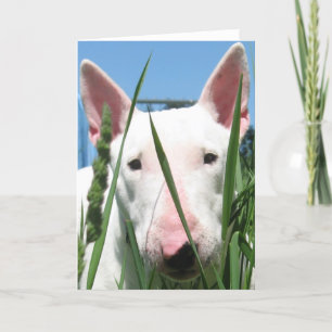 Cartão Cute English Bull Terrier