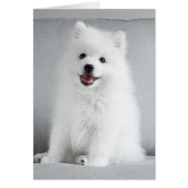 Cartão Cute Fluffy Japanese Spitz Puppy (Frente)