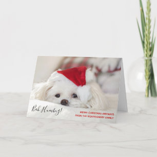 Cartão Cute Funny White Dog Christmas Bah Humbug