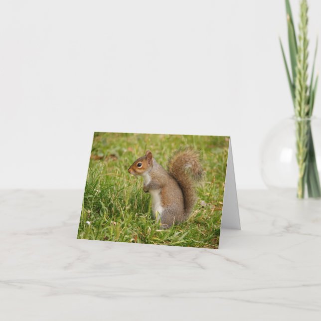 Cartão Cute Gray Squirrel Blank Notecards (Frente)