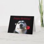 Cartão Cute Happy Birthday to My Favorite Brother in Law<br><div class="desc">A fun way to express Happy Birthday wishes to your favorite brother in law.  A cool husky dog,  holding a rose.  Super fun card.</div>
