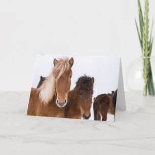 Cartão Cute Icelandic Horses Together