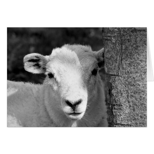 Cartão CUTE LAMB (Frente Horizontal)