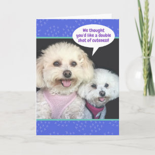 Cartão Cute Poochon Dogs - Double Shot Of Cuteness