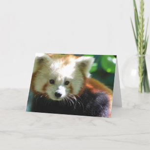 Cartão Cute Red Panda Greeting Cards