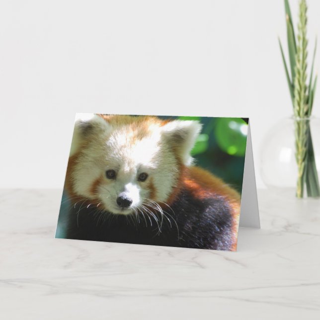 Cartão Cute Red Panda Greeting Cards (Frente)
