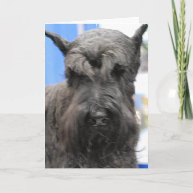 Cartão Cute Schnauzer  Greeting Cards (Frente)