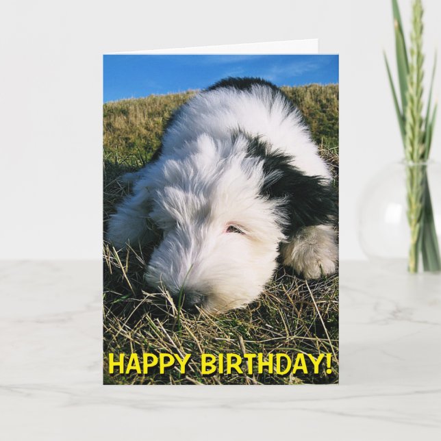 Cartão Cute sheepdog puppy birthday card (Frente)