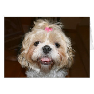 Cartão Cute Shih Tzu
