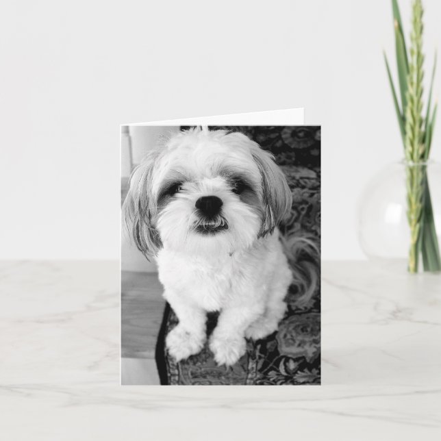 Cartão Cute Shih Tzu  Note Card (Frente)