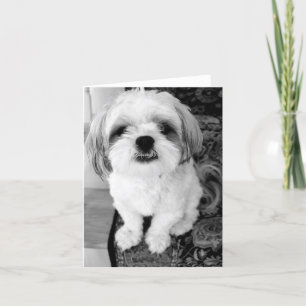 Cartão Cute Shih Tzu Note Card