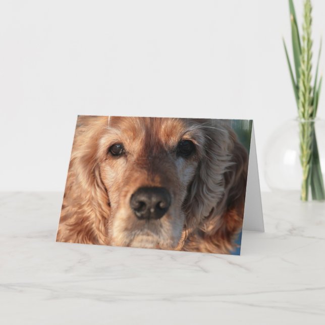 Cartão Cute Spaniel Greeting Card (Frente)