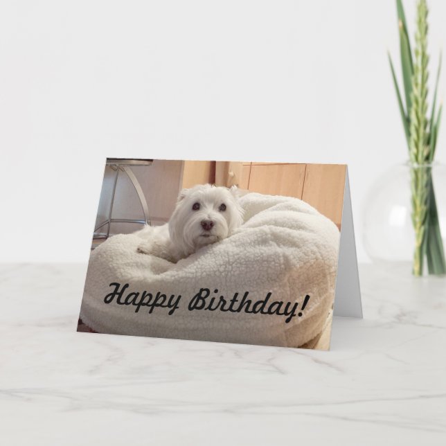 Cartão Cute Westie in Doggie Bed Happy Birthday Card (Frente)
