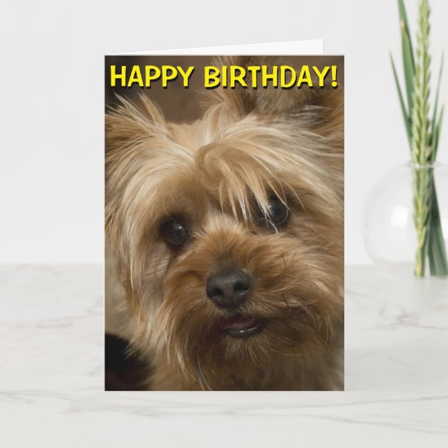 Cartão Cute Yorkie birthday card (Frente)