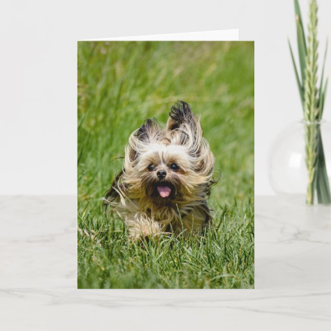 Cartão Cute Yorkshire Terrier passando por Grass (Frente)