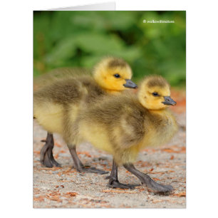Cartão Cuteness na parada: Ganso do ganso de Canadá